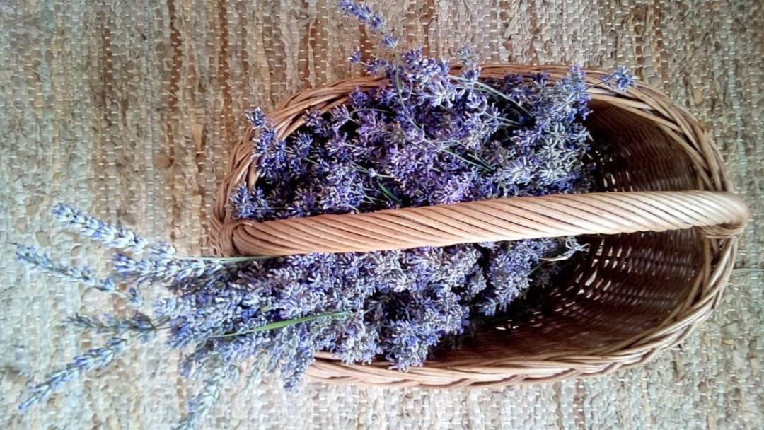 Soba Lavanda Kladovo Luaran gambar